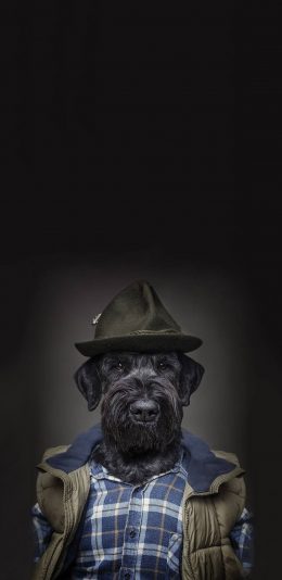 [2436x1125]宠物狗 黑色 写真 衣服 苹果手机壁纸图片