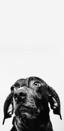[2436x1125]宠物狗 黑色 大眼睛 呆萌 苹果手机壁纸图片