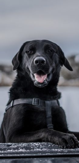 [2436x1125]宠物狗 黑色 汪星人 呆萌 苹果手机壁纸图片