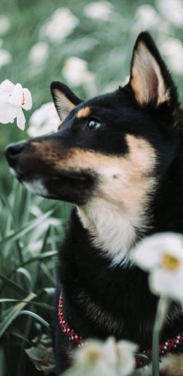 [2436x1125]宠物狗 黑色 花丛 鲜花 苹果手机壁纸图片
