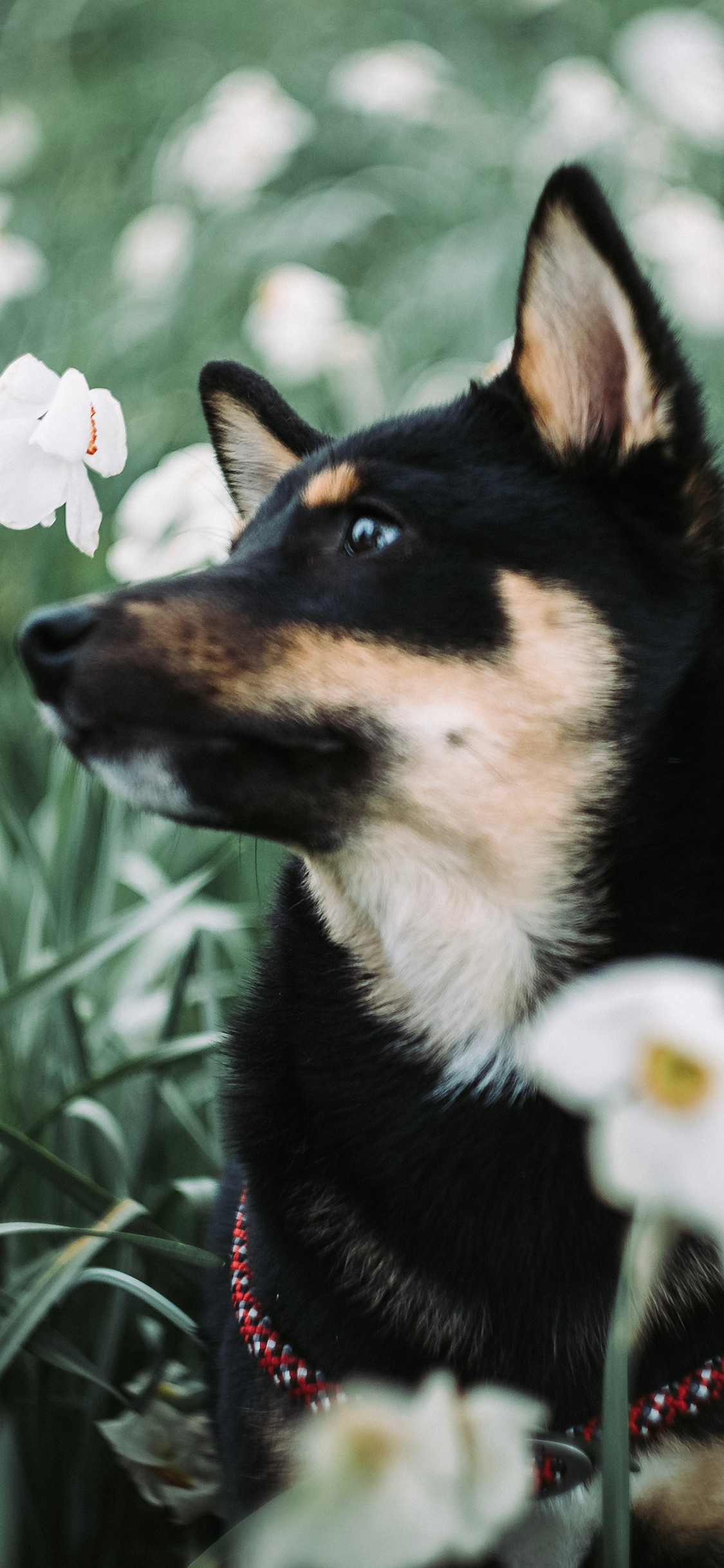 [2436×1125]宠物狗 黑色 花丛 鲜花 苹果手机壁纸图片