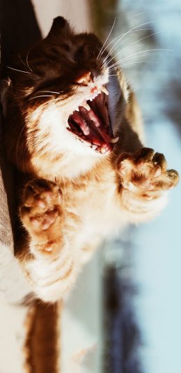 [2436x1125]宠物猫 倒地 撒娇 可爱 苹果手机壁纸图片