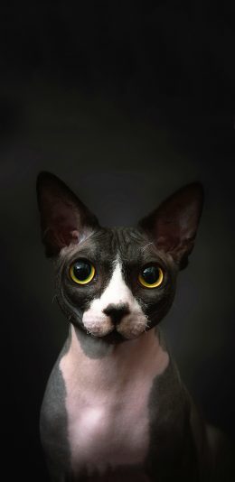[2436x1125]宠物猫 加拿大无毛猫 黑色 苹果手机壁纸图片