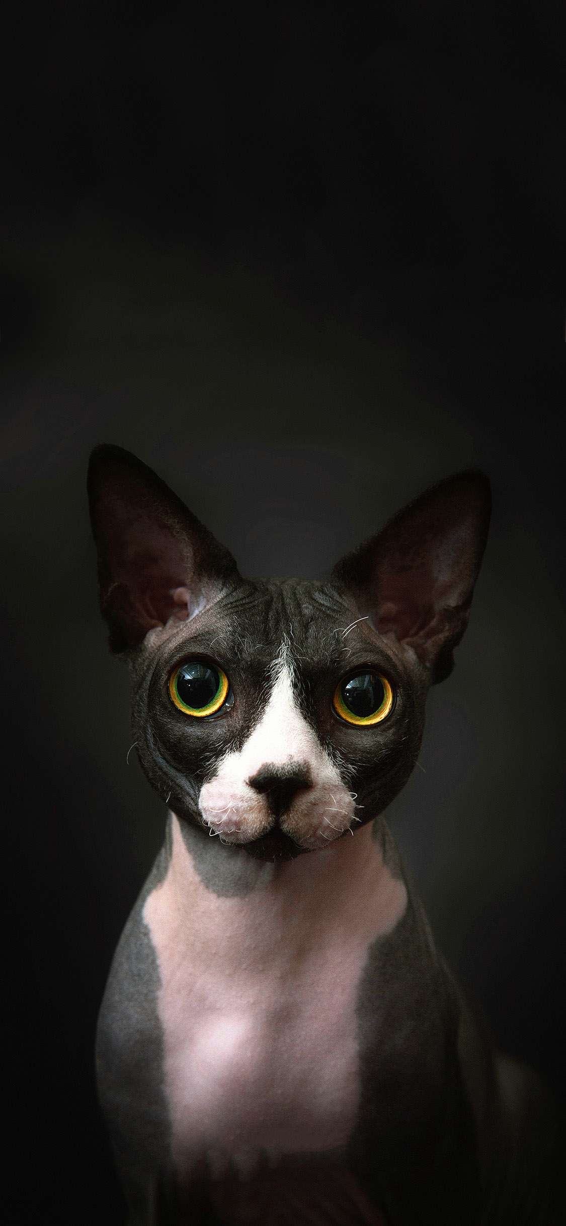 [2436×1125]宠物猫 加拿大无毛猫 黑色 苹果手机壁纸图片