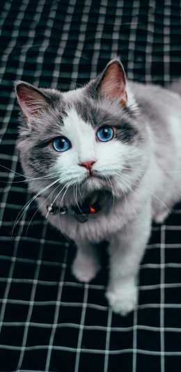 [2436x1125]宠物猫 喵星 蓝眼睛 可爱 苹果手机壁纸图片