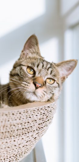 [2436x1125]宠物猫 喵星人 休息 发呆 苹果手机壁纸图片