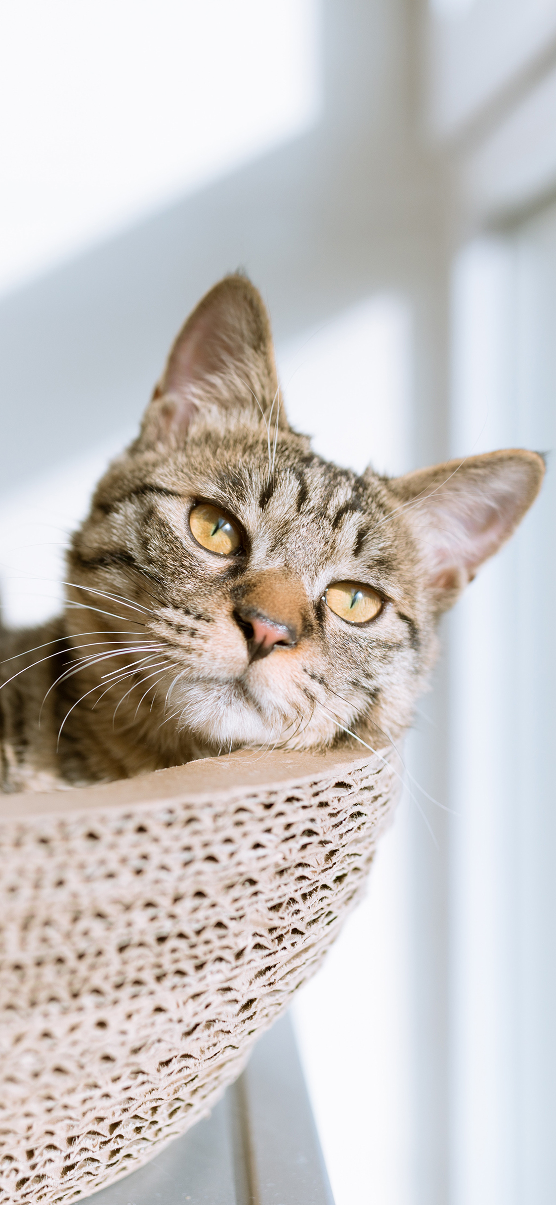 [2436×1125]宠物猫 喵星人 休息 发呆 苹果手机壁纸图片