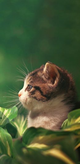 [2436x1125]宠物猫 喵星人 侧脸 大眼睛 呆萌 苹果手机壁纸图片