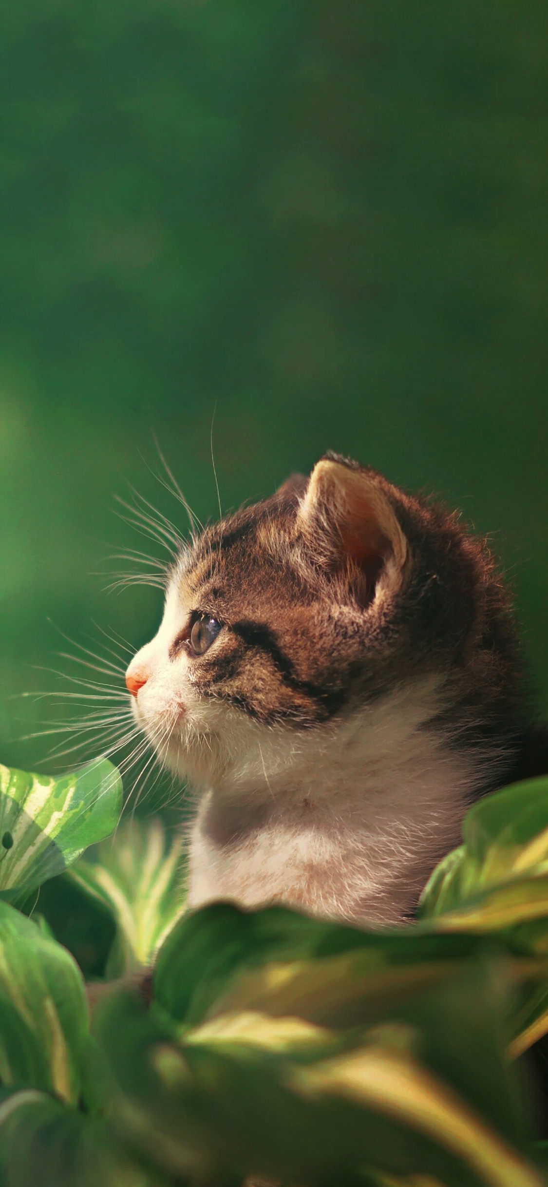 [2436×1125]宠物猫 喵星人 侧脸 大眼睛 呆萌 苹果手机壁纸图片