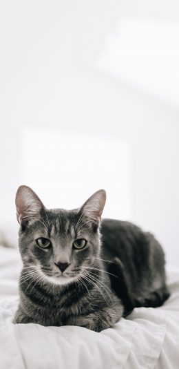 [2436x1125]宠物猫 喵星人 可爱 苹果手机壁纸图片