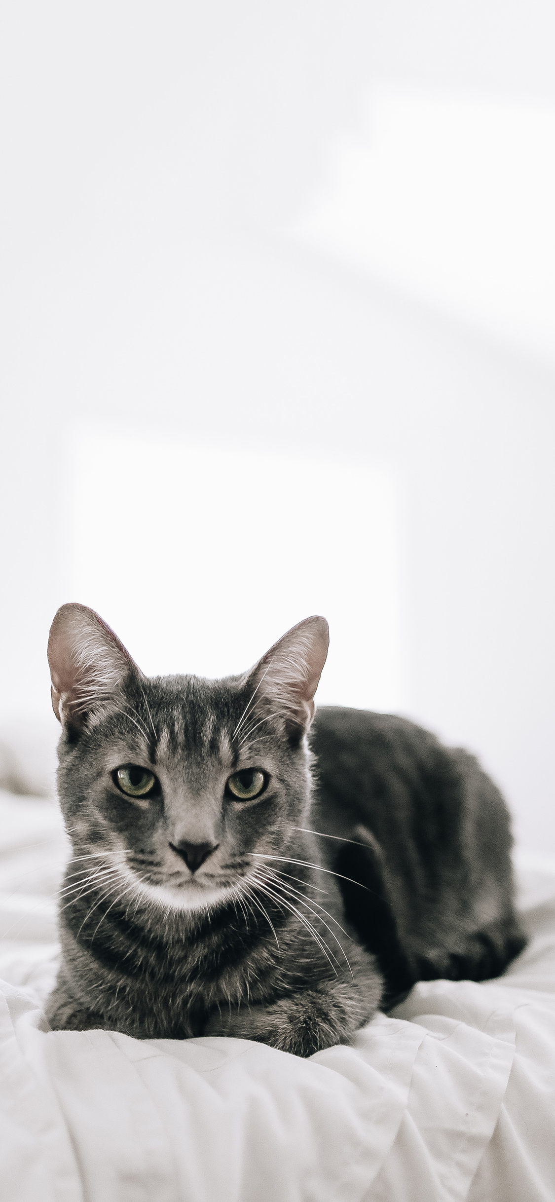 [2436×1125]宠物猫 喵星人 可爱 苹果手机壁纸图片