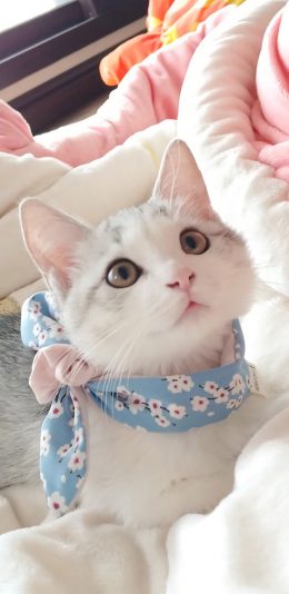 [2436x1125]宠物猫 喵星人 可爱 幼崽 苹果手机壁纸图片