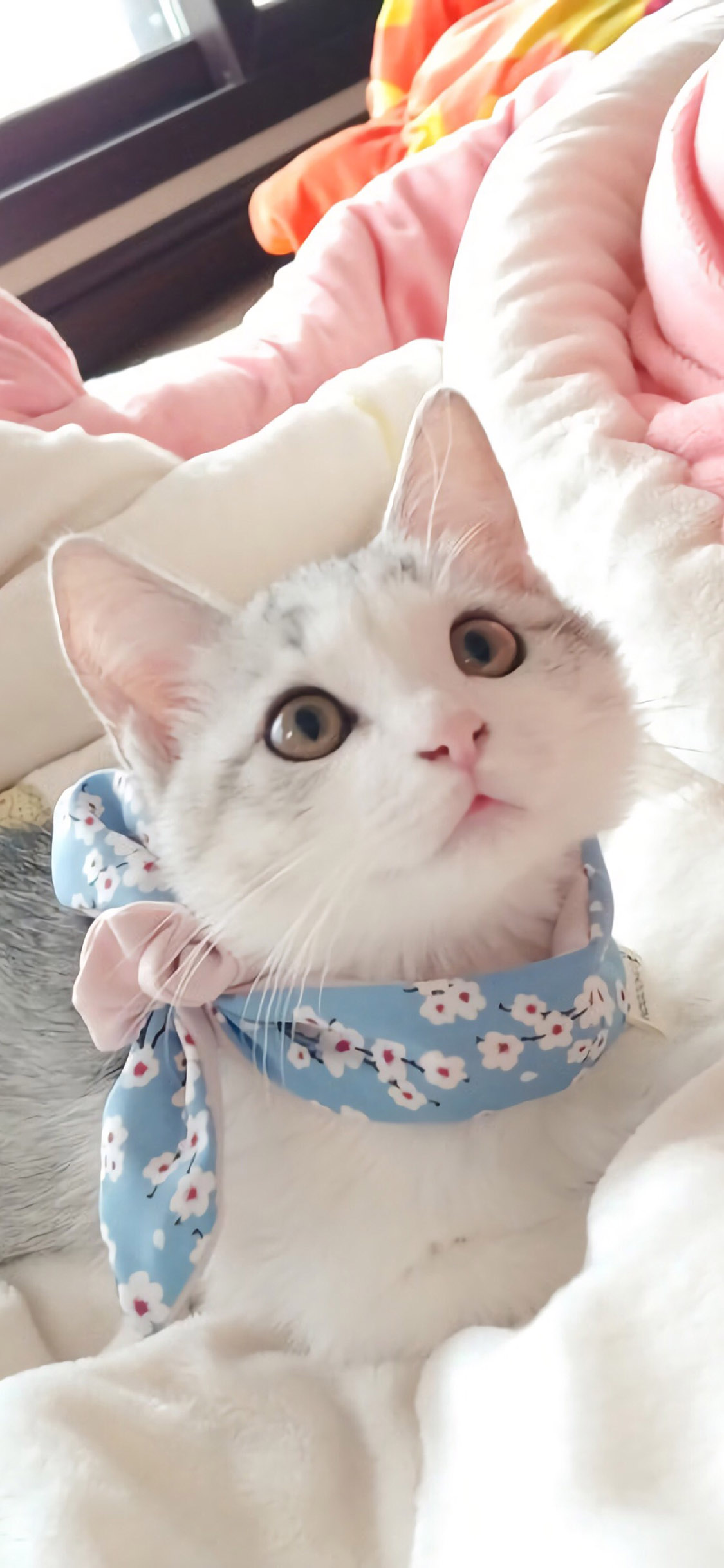 [2436×1125]宠物猫 喵星人 可爱 幼崽 苹果手机壁纸图片