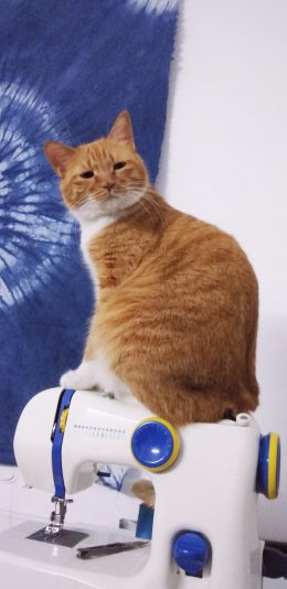 [2436x1125]宠物猫 喵星人 大橘猫 苹果手机壁纸图片