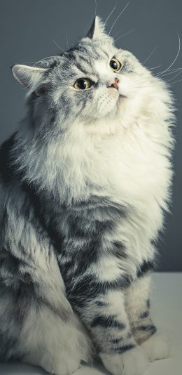 [2436x1125]宠物猫 喵星人 大眼睛 可爱 苹果手机壁纸图片