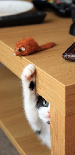 [2436x1125]宠物猫 喵星人 小老鼠 苹果手机壁纸图片