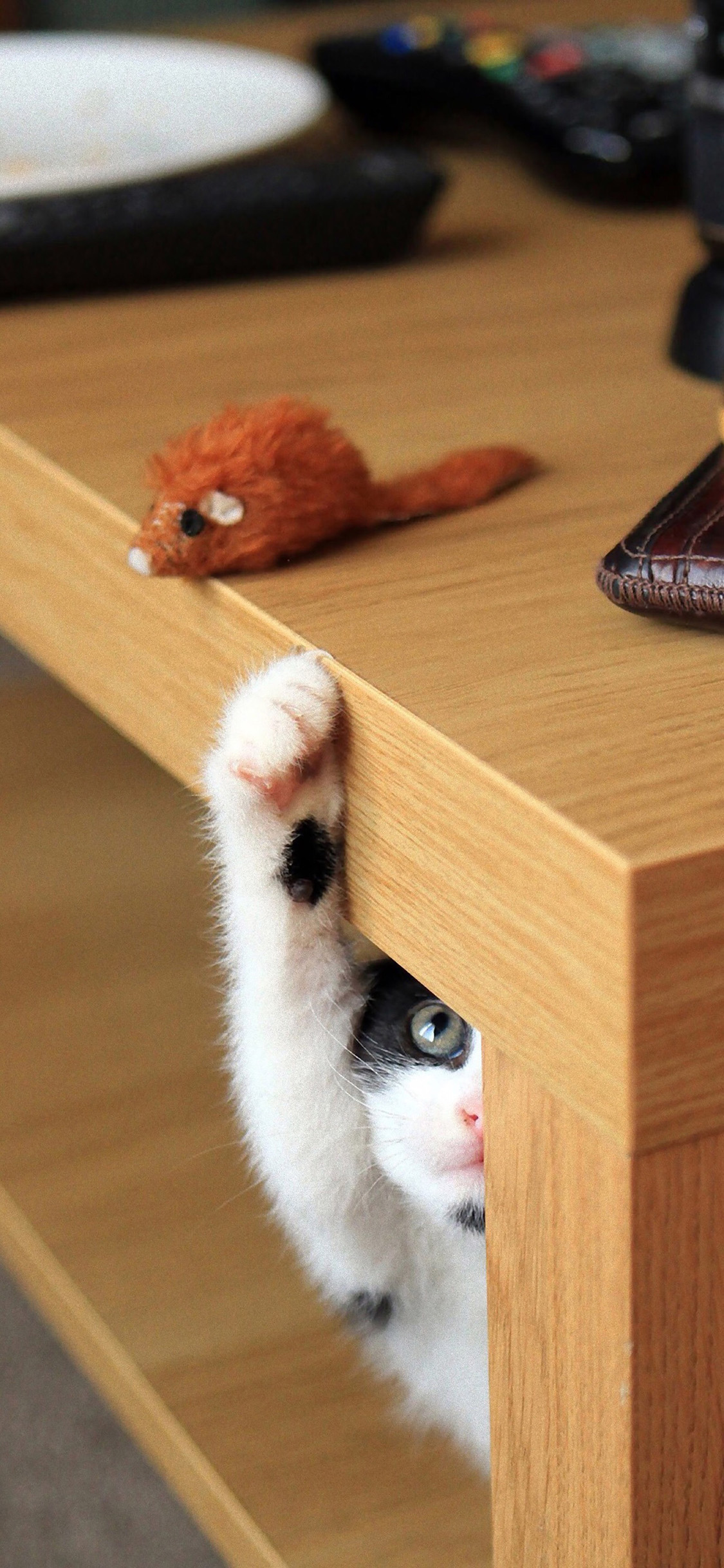 [2436×1125]宠物猫 喵星人 小老鼠 苹果手机壁纸图片