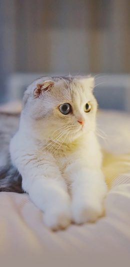 [2436x1125]宠物猫 喵星人 异瞳 白色 苹果手机壁纸图片