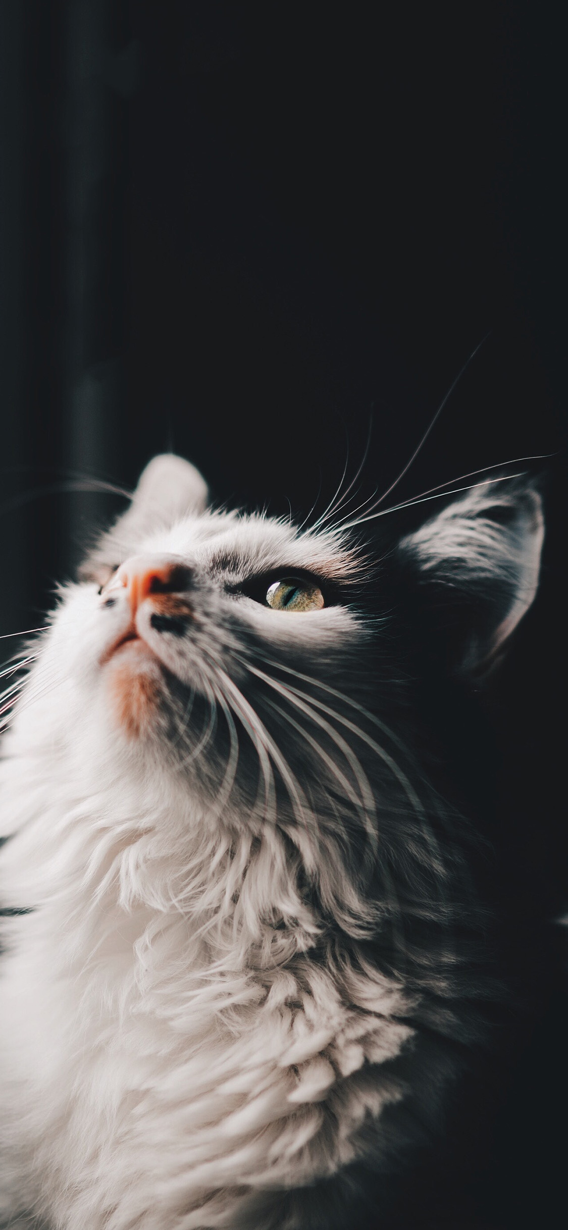 [2436×1125]宠物猫 喵星人 抬头 可爱 苹果手机壁纸图片