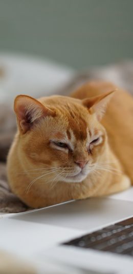 [2436x1125]宠物猫 喵星人 橘猫 电脑 苹果手机壁纸图片