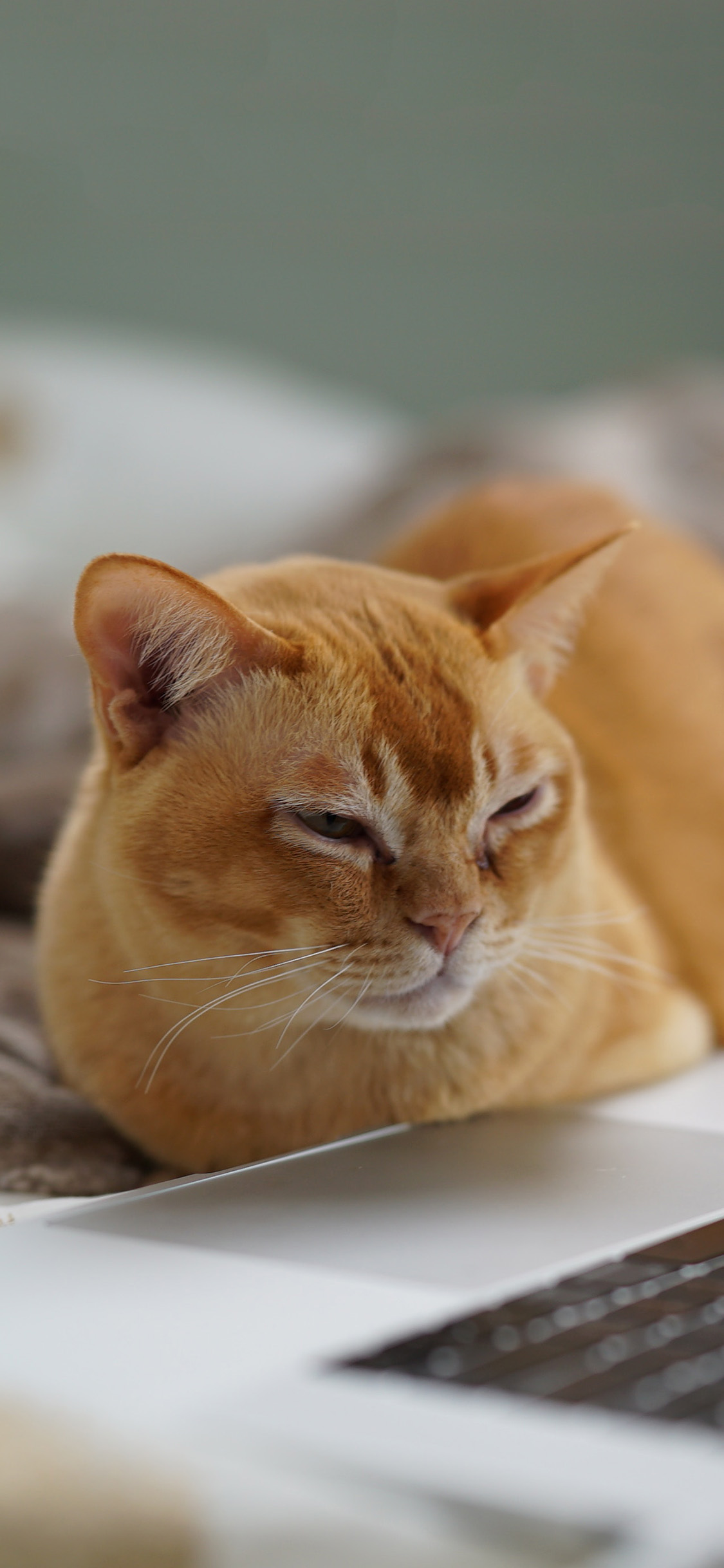 [2436×1125]宠物猫 喵星人 橘猫 电脑 苹果手机壁纸图片