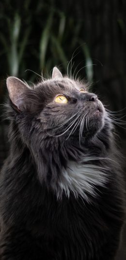 [2436x1125]宠物猫 喵星人 灰色 苹果手机壁纸图片