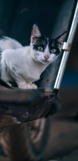 [2436x1125]宠物猫 喵星人 猫咪 苹果手机壁纸图片