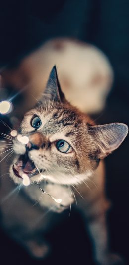 [2436x1125]宠物猫 喵星人 猫咪 可爱 苹果手机壁纸图片