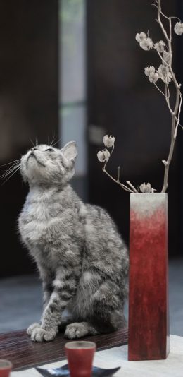 [2436x1125]宠物猫 喵星人 猫咪 插花 苹果手机壁纸图片