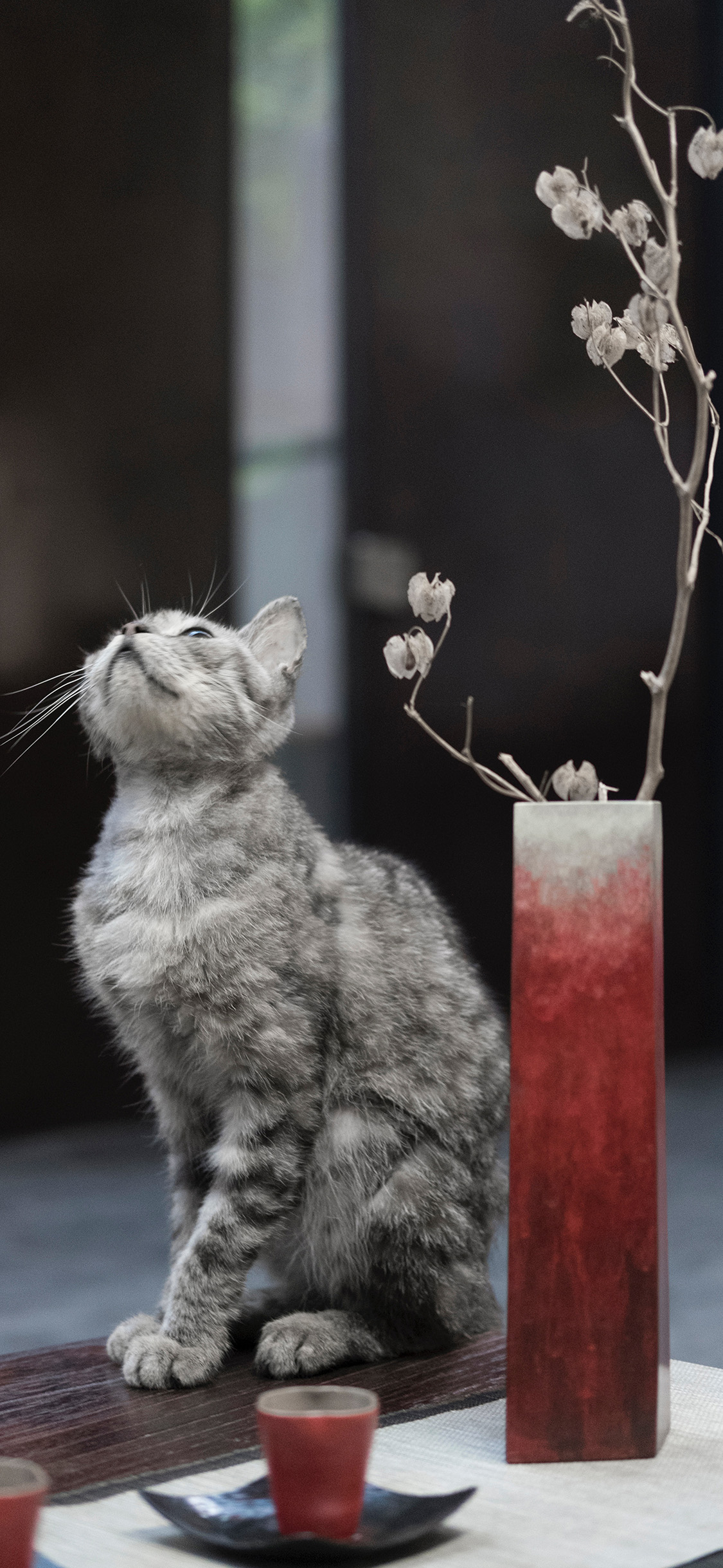 [2436×1125]宠物猫 喵星人 猫咪 插花 苹果手机壁纸图片