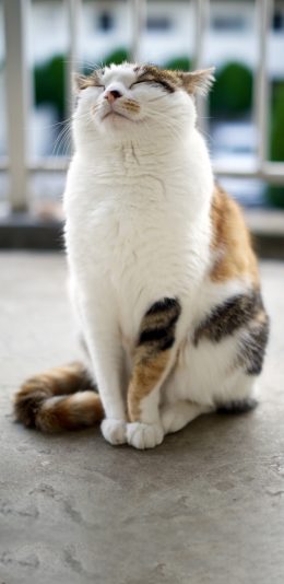 [2436x1125]宠物猫 喵星人 猫咪 田园猫 花猫 苹果手机壁纸图片