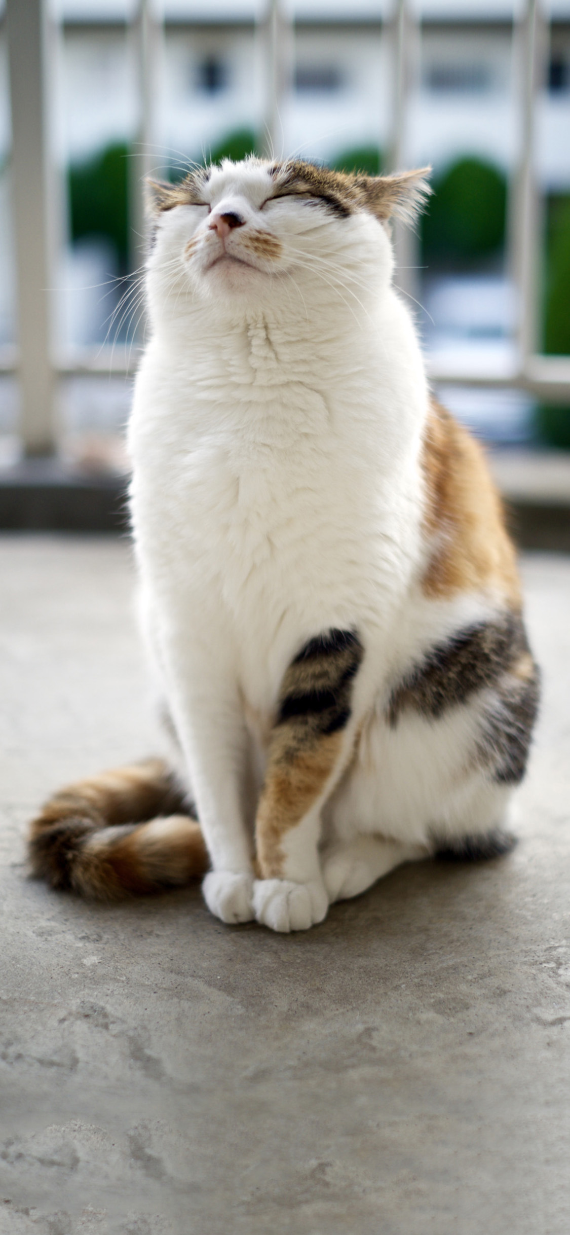 [2436×1125]宠物猫 喵星人 猫咪 田园猫 花猫 苹果手机壁纸图片