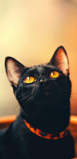 [2436x1125]宠物猫 喵星人 猫咪 黑猫 苹果手机壁纸图片