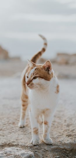 [2436x1125]宠物猫 喵星人 田园 花猫 苹果手机壁纸图片