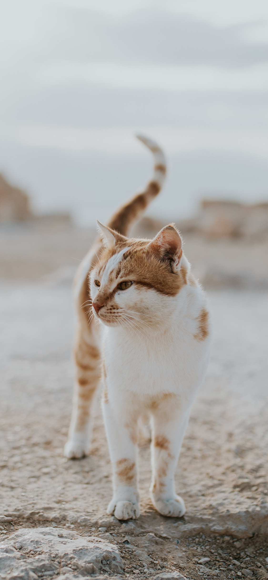[2436×1125]宠物猫 喵星人 田园 花猫 苹果手机壁纸图片