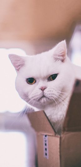 [2436x1125]宠物猫 喵星人 白色 苹果手机壁纸图片