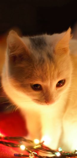 [2436x1125]宠物猫 喵星人 白色猫咪 小灯 苹果手机壁纸图片