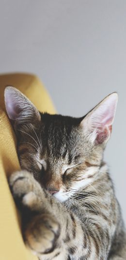 [2436x1125]宠物猫 喵星人 睡觉 可爱 苹果手机壁纸图片