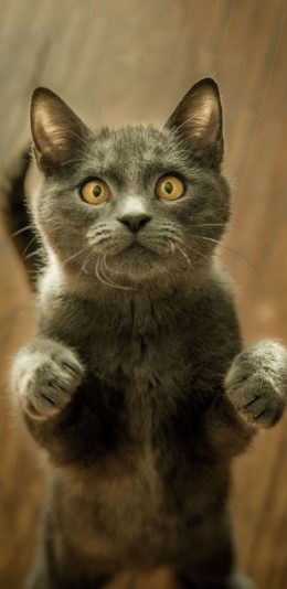 [2436x1125]宠物猫 喵星人 站立 呆萌 苹果手机壁纸图片