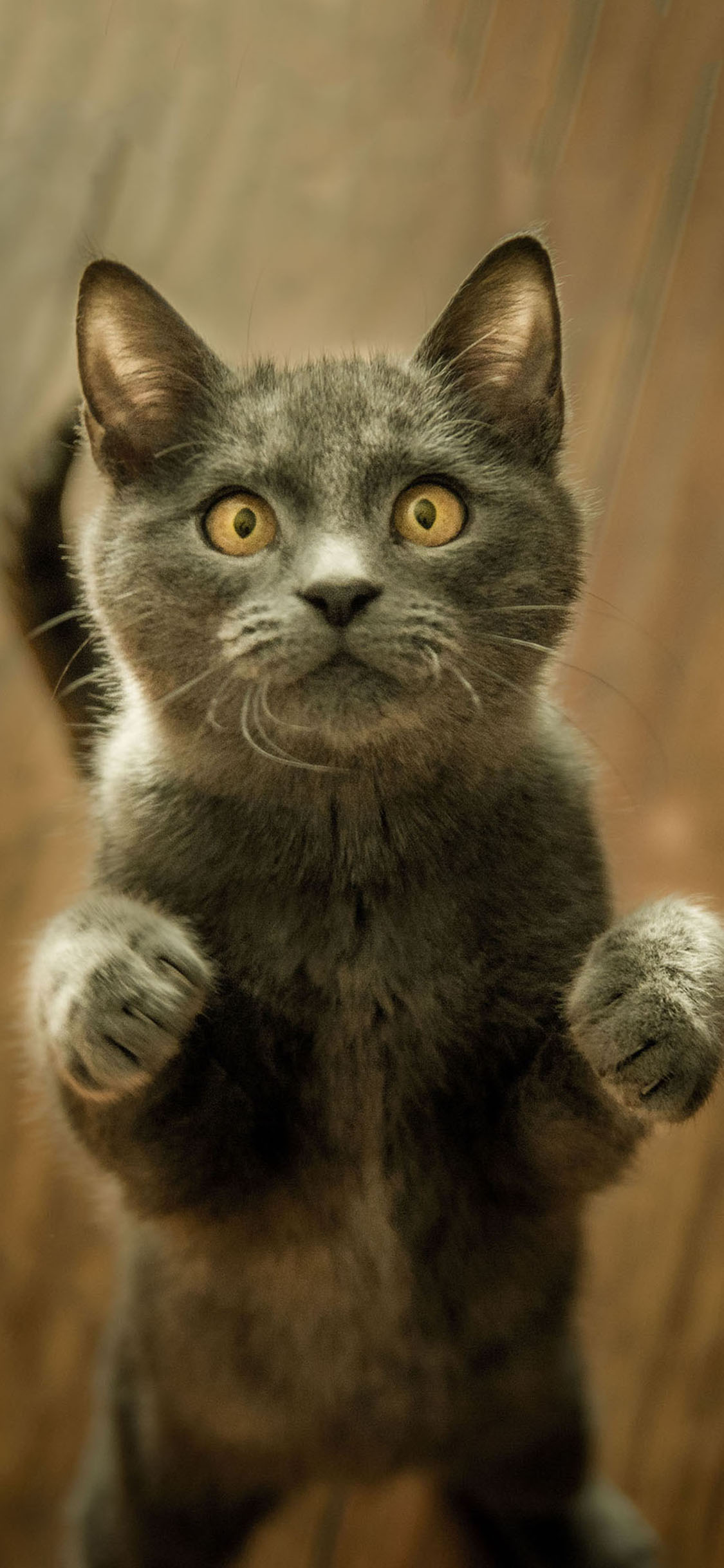 [2436×1125]宠物猫 喵星人 站立 呆萌 苹果手机壁纸图片