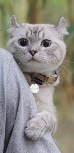 [2436x1125]宠物猫 喵星人 米奇耳 可爱 苹果手机壁纸图片