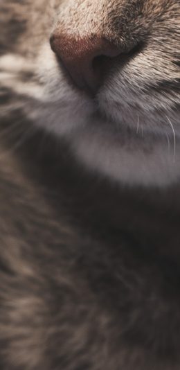 [2436x1125]宠物猫 喵星人 脸部 特写 鼻子 苹果手机壁纸图片