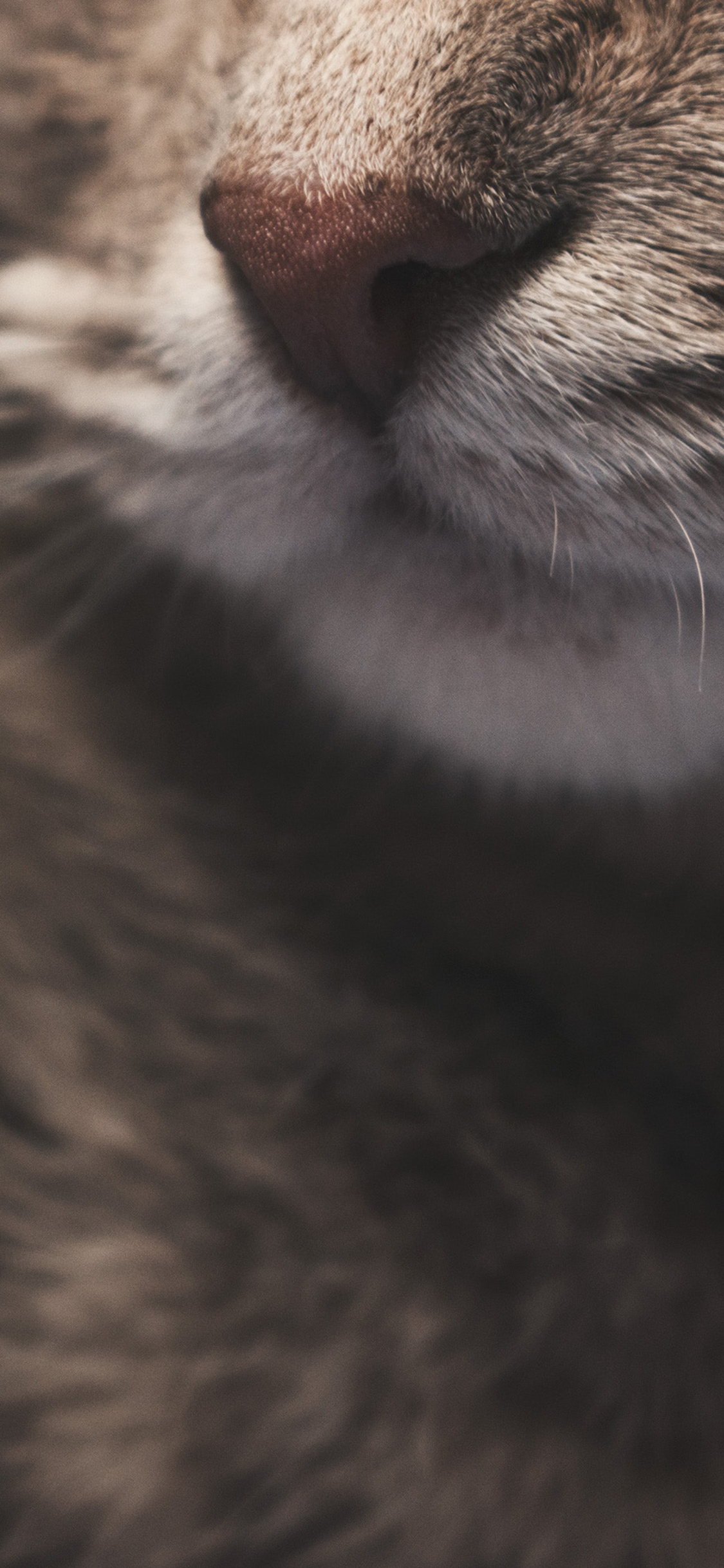 [2436×1125]宠物猫 喵星人 脸部 特写 鼻子 苹果手机壁纸图片