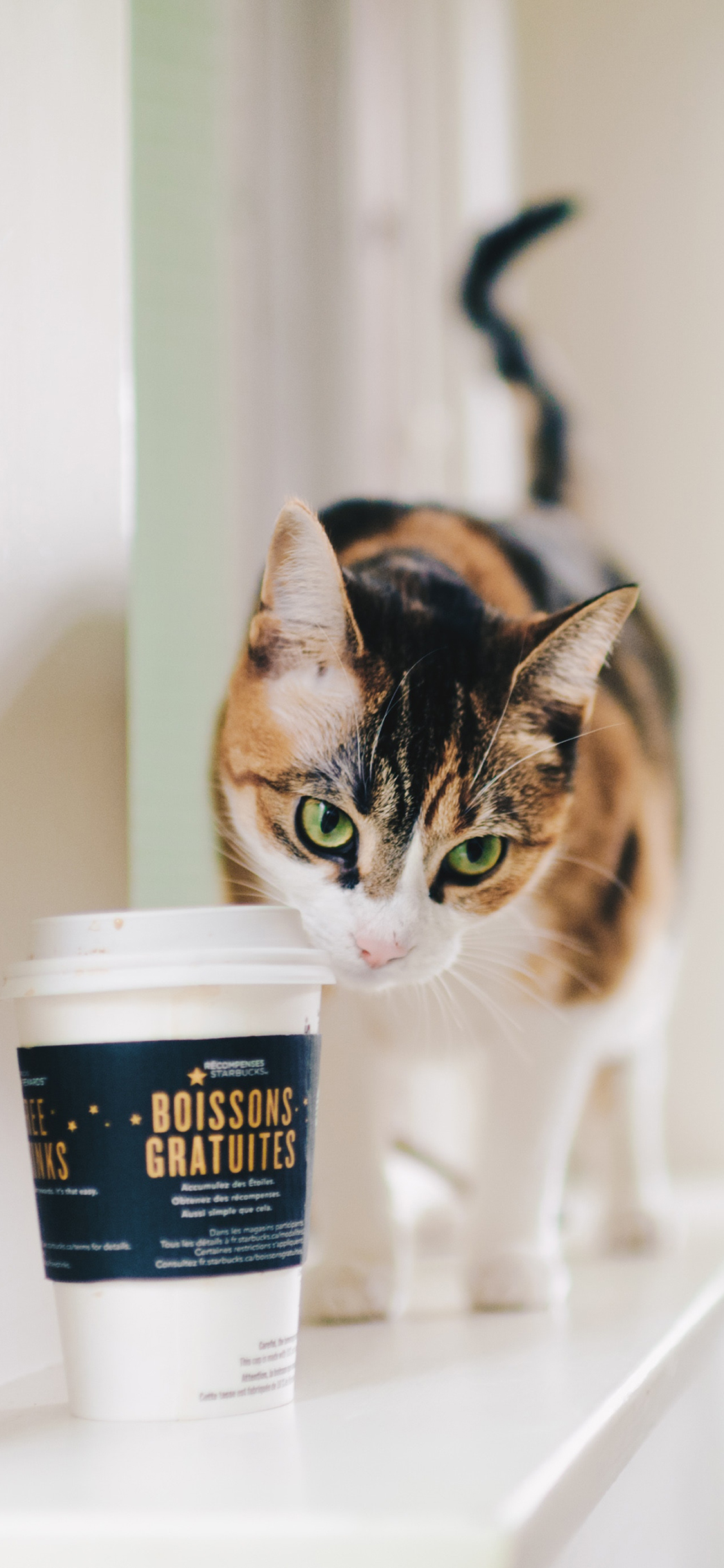 [2436×1125]宠物猫 喵星人 花猫 苹果手机壁纸图片