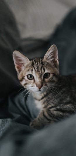[2436x1125]宠物猫 喵星人 花猫 幼崽 苹果手机壁纸图片