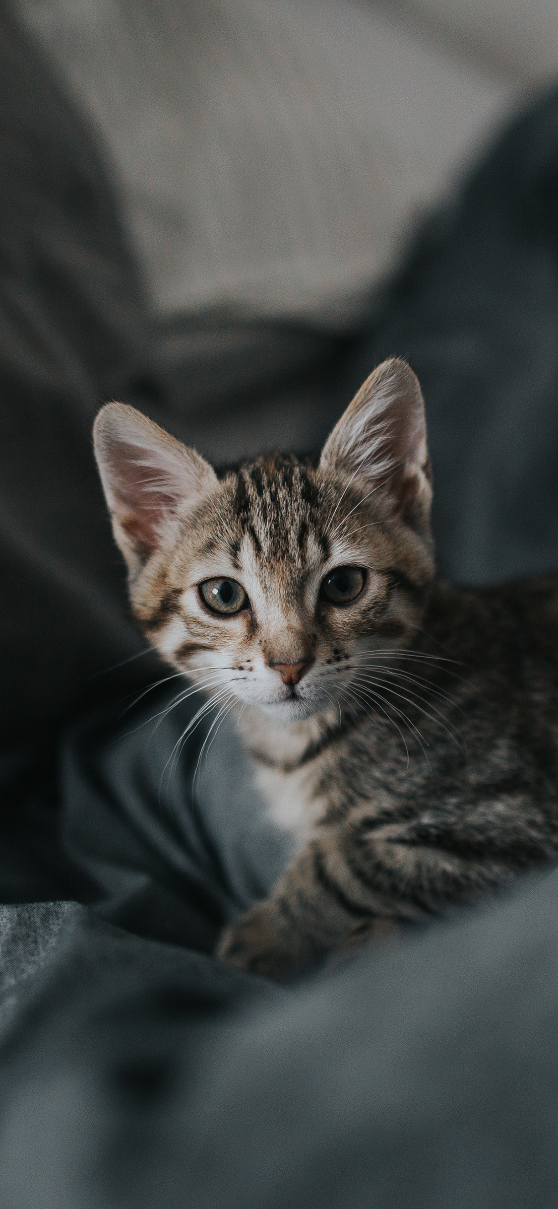 [2436×1125]宠物猫 喵星人 花猫 幼崽 苹果手机壁纸图片