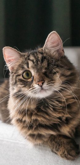 [2436x1125]宠物猫 喵星人 花猫 独眼 苹果手机壁纸图片