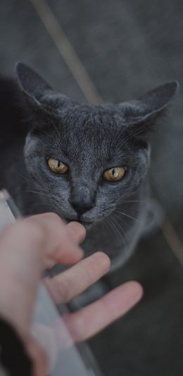 [2436x1125]宠物猫 喵星人 英短 灰色 苹果手机壁纸图片