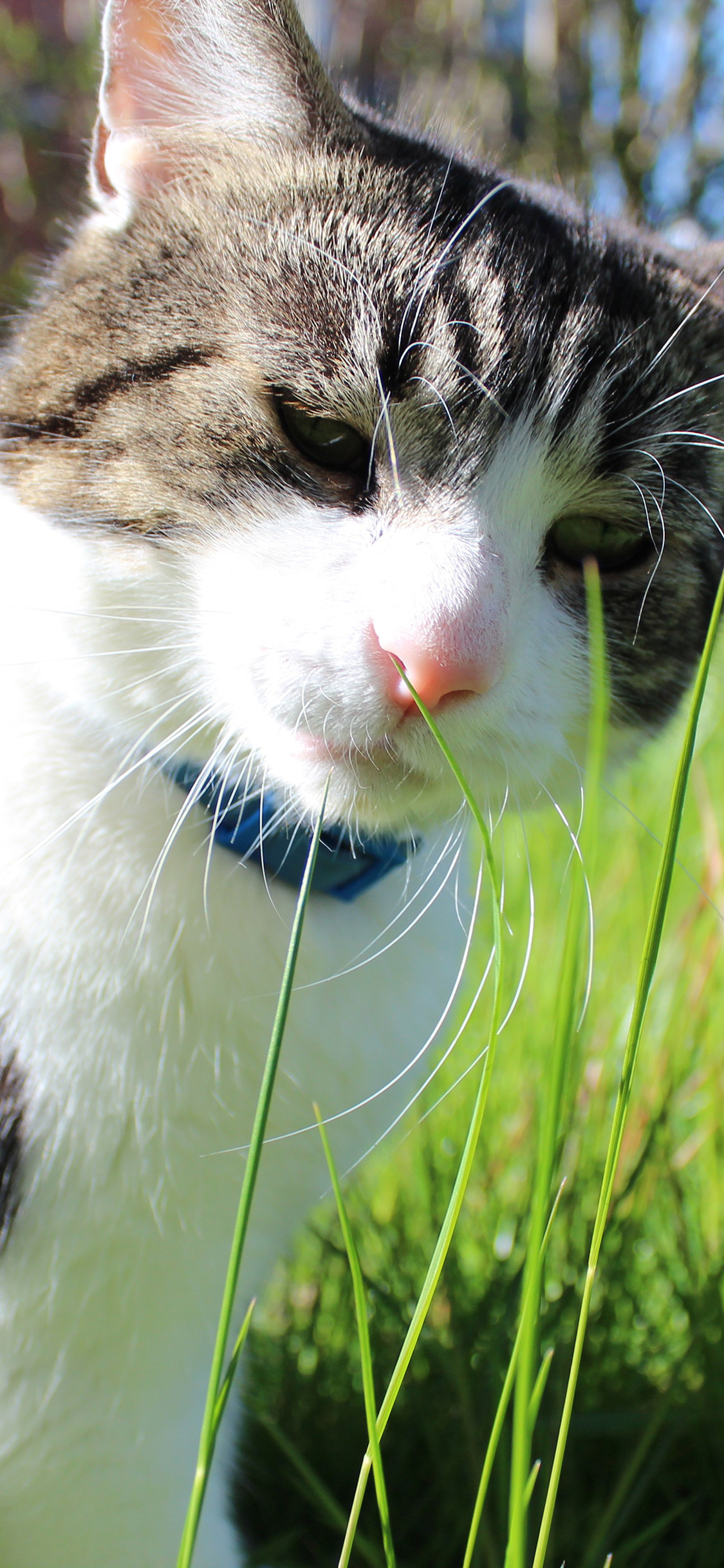 [2436×1125]宠物猫 喵星人 草地 苹果手机壁纸图片