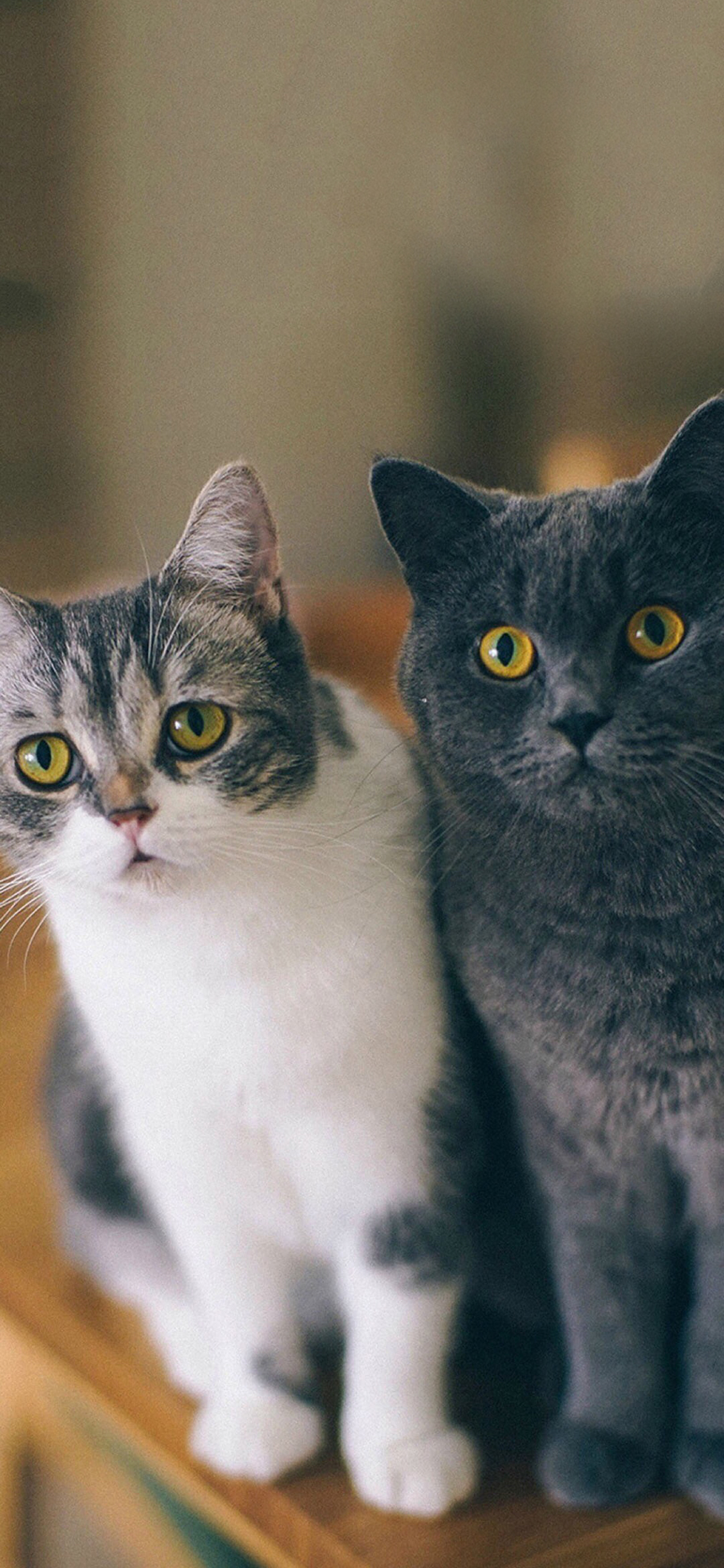 [2436×1125]宠物猫 喵星人 蓝猫 苹果手机壁纸图片